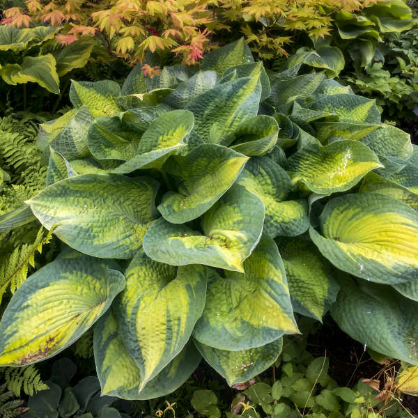 Brother Stefan Hosta with green and gold variegated foliage in a garden. 