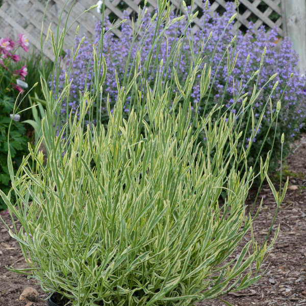 Platinum Blonde lavender has variegated foliage