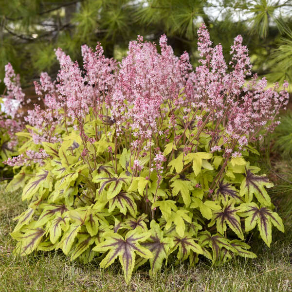 Foamy Bells Great Garden Plants Plants For Sale