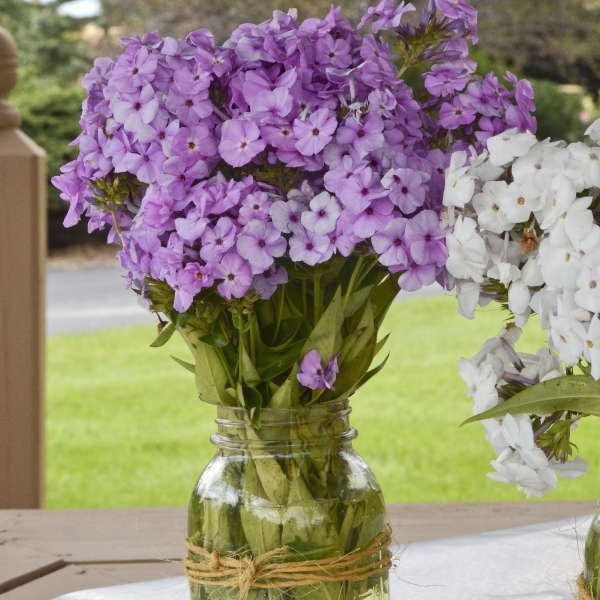 Opening Act Blush Hybrid Phlox cut flowers in a glass jar. 