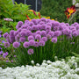 Millenium Allium with globe-shaped rosy-purple flowers on top of long green stems. 