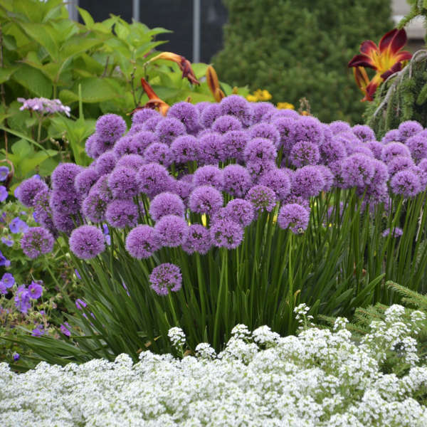 Millenium Allium with globe-shaped rosy-purple flowers on top of long green stems. 