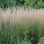 Karl Foerster Feather Reed Grass with tan flowers towering above green foliage. 