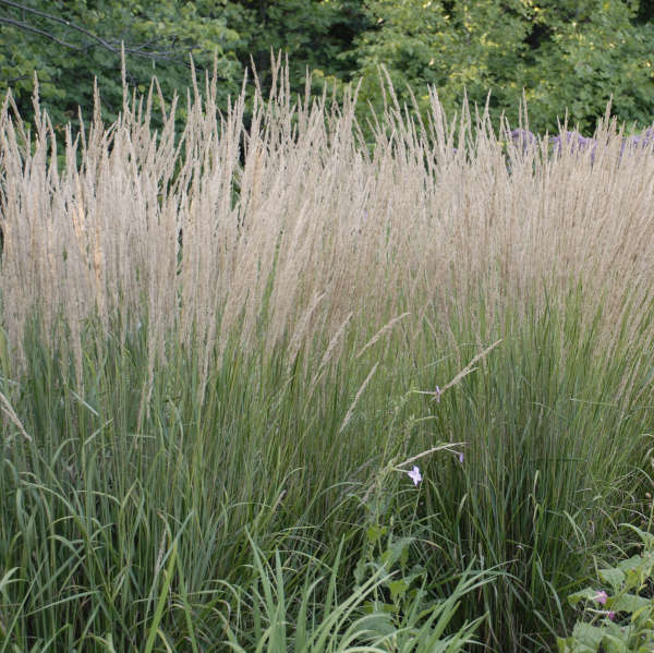 Karl Foerster Feather Reed Grass with tan flowers towering above green foliage. 