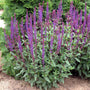 Caradonna Salvia with violet flower spikes, dark purple stems, and green foliage.  