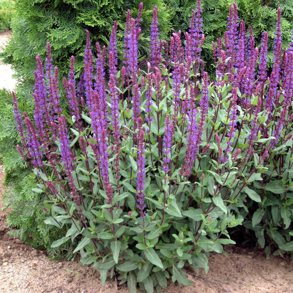 Caradonna Salvia with violet flower spikes, dark purple stems, and green foliage.  