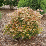 Abelia Funshine with purple flowers and golden foliage in a landscape. 