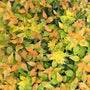 Funshine Abelia's bright golden foliage. 