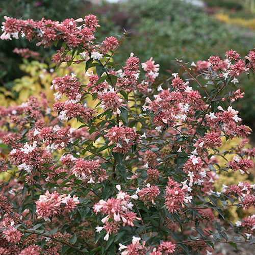 L'abelia jubilaire (anniversaire rubis) possède des fleurs blanches en forme de cloche qui attirent les papillons.