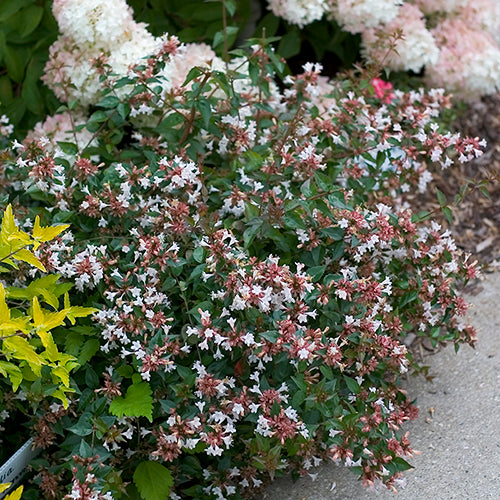 Les Abelia de la variété Rubis ne sont pas dérangées par les cerfs et les lapins.