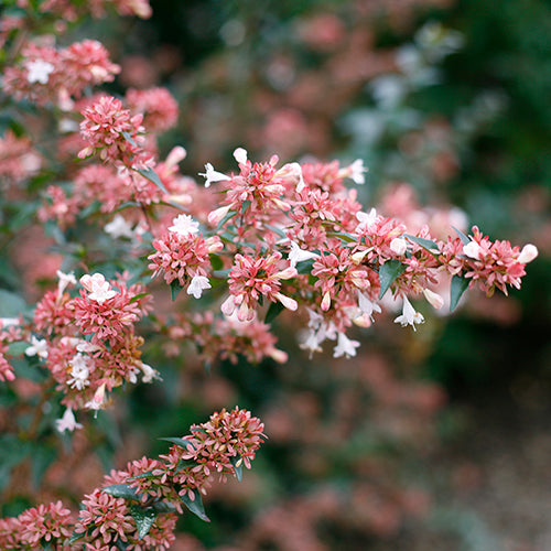 L'abelia du jubilé de rubis a un feuillage vert.