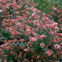 L'abelia « Ruby Anniversary » pousse bien dans les sols secs.