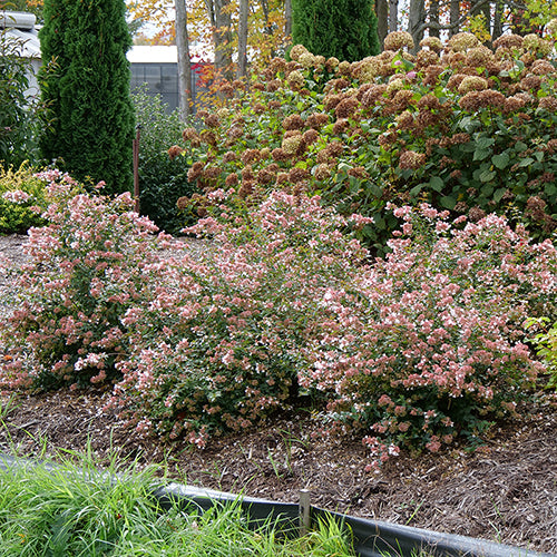 L'Abelia du 50e anniversaire de rubis ne nécessite pratiquement aucun entretien.