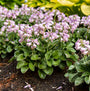 Blue Mouse Ears Hosta with pink flowers and handsome green foliage planted in a landscape.