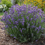 Hidcote Lavender with purple blooms floating above a mound of silvery foliage. 