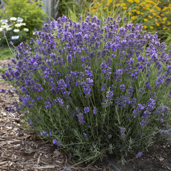 Hidcote Lavender with purple blooms floating above a mound of silvery foliage. 