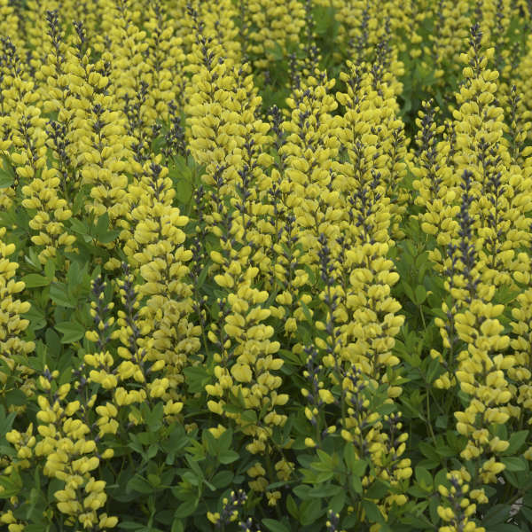 Decadence Lemon Meringue False Indigo with yellow flowers and blue-green foliage. 