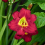 Close-up of a cranberry-colored Pardon Me Daylily bloom with green foliage. 