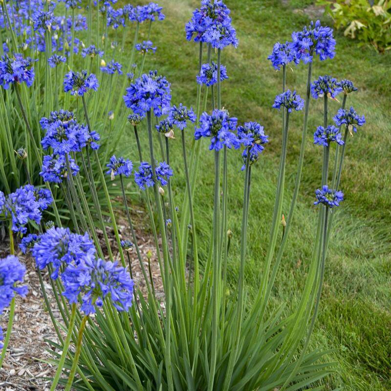 Galaxy Blue Lily of the Nile with clusters of true-blue blooms hovering above a mound of strappy leaves. 