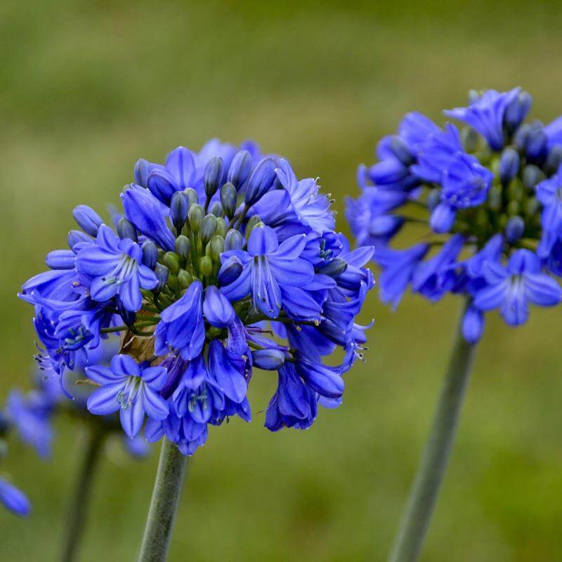 Close-up of a Galaxy Blue Lily of the Nile true-blue cluster of blooms. 