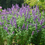 Blue Boa Hummingbird Mint with tall showy purple flower spikes and vibrant green foliage.