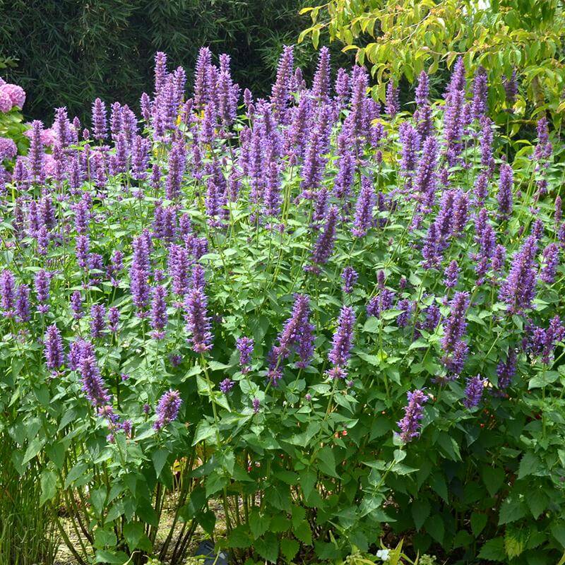 Blue Boa Hummingbird Mint with tall showy purple flower spikes and vibrant green foliage.