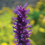 Close-up of a showy dark purple flower spike on Blue Boa Hummingbird Mint. 