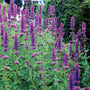 Close-up of the vibrant purple flower spikes on Blue Boa Hummingbird Mint. 
