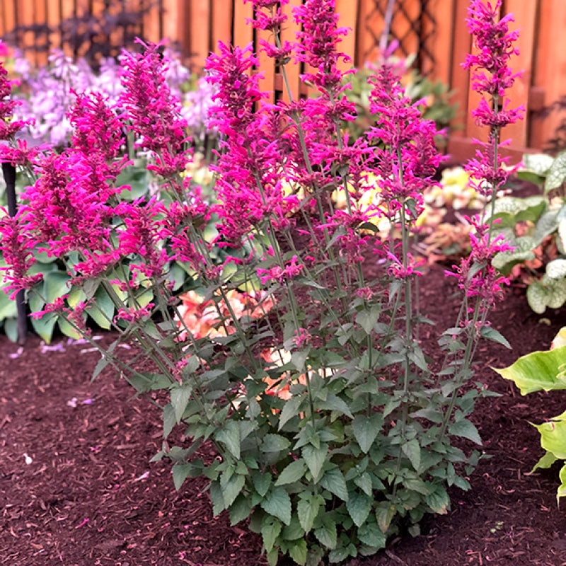 La menthe Morello Hummingbird, avec ses épis floraux rose pâle qui se dressent au-dessus d'un feuillage vert foncé, se trouve dans un jardin. 