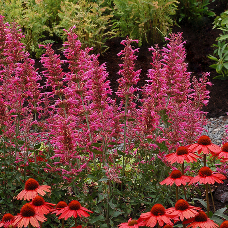 Épis de menthe Morello Hummingbird décorés de fleurs roses. 