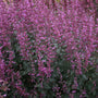 Menthe colibri framboise royale Meant to Bee™ : des fleurs rose vif s'épanouissent de l'été à l'automne.