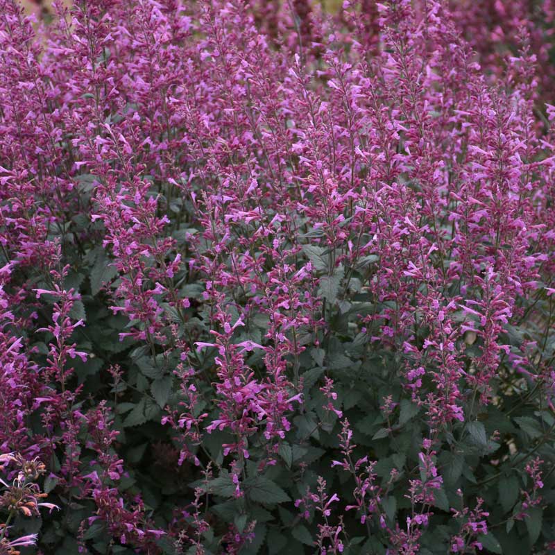 Menthe colibri framboise royale Meant to Bee™ : des fleurs rose vif s'épanouissent de l'été à l'automne.