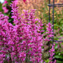 Menthe colibri framboise royale Meant to Bee™ : des fleurs rose vif s'épanouissent de l'été à l'automne.