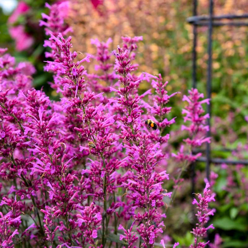 Menthe colibri framboise royale Meant to Bee™ : des fleurs rose vif s'épanouissent de l'été à l'automne.