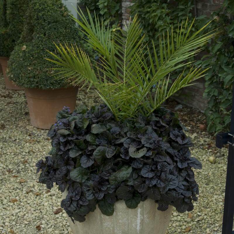 Black Scallop Bugelweed with glossy dark foliage in a container. 