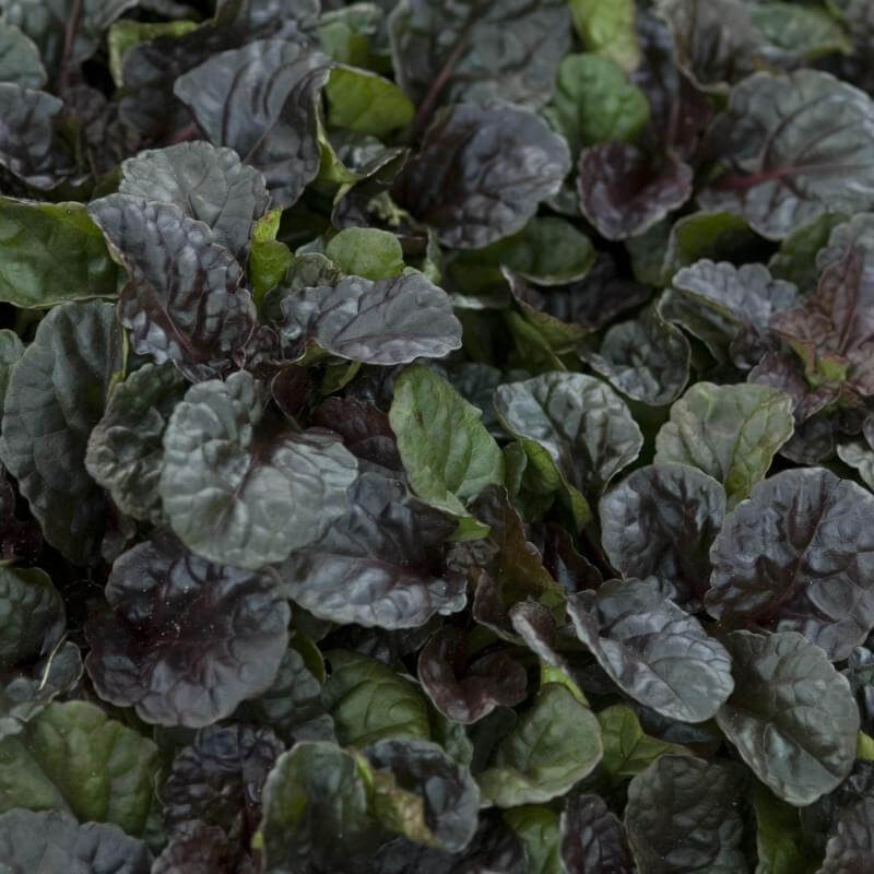 Close-up of the textured black/green foliage of Black Scallop Bugleweed. 