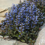 Close-up of Chocolate Chip Ajuga growing in between big rocks. 