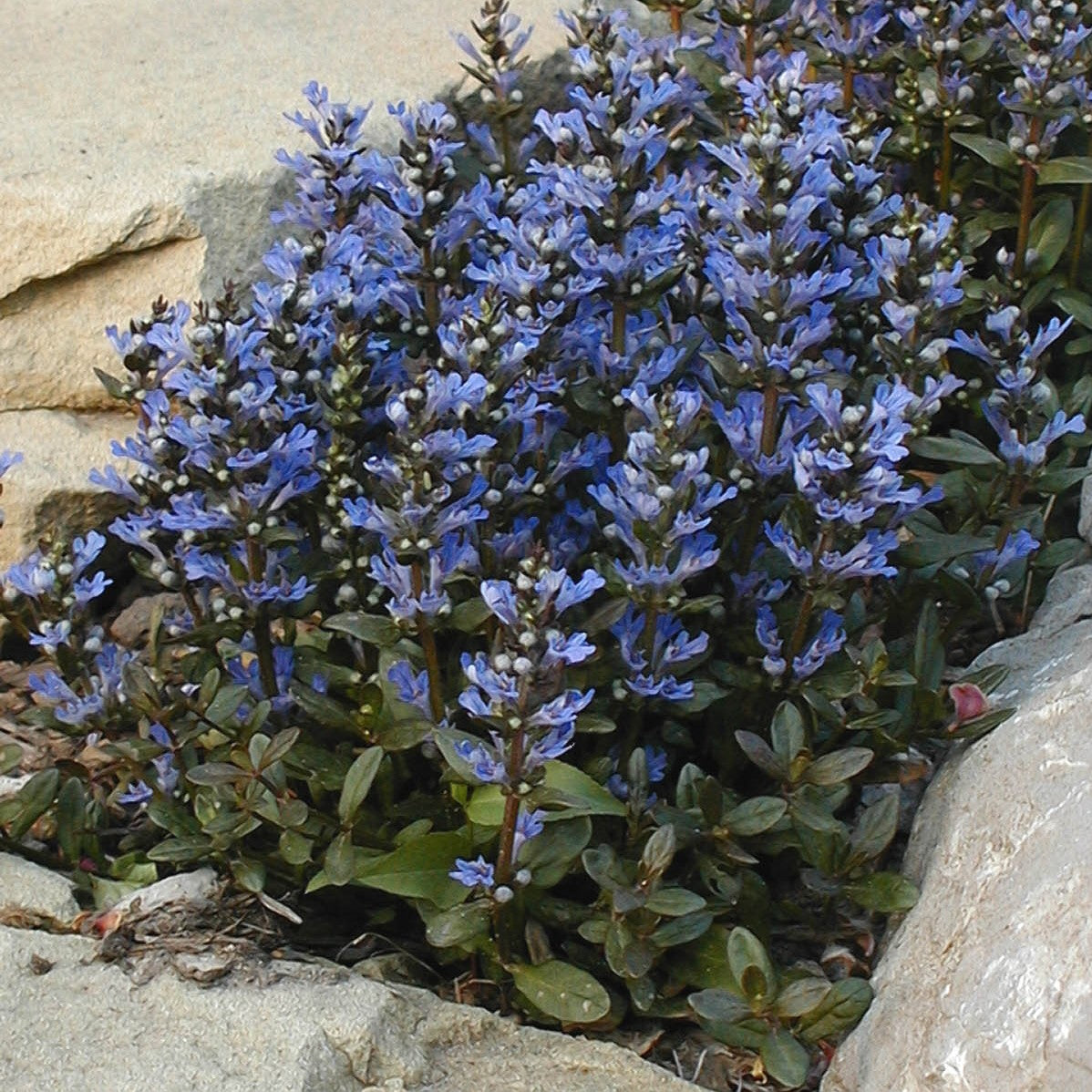 Close-up of Chocolate Chip Ajuga growing in between big rocks. 