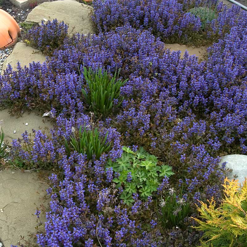 Mass amount of Chocolate Chip Ajuga growing in between rocks. 