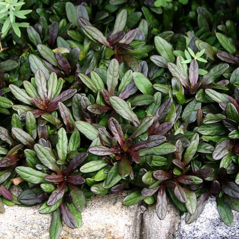 Close-up of Chocolate Chip ajuga's burgundy and chocolate foliage. 