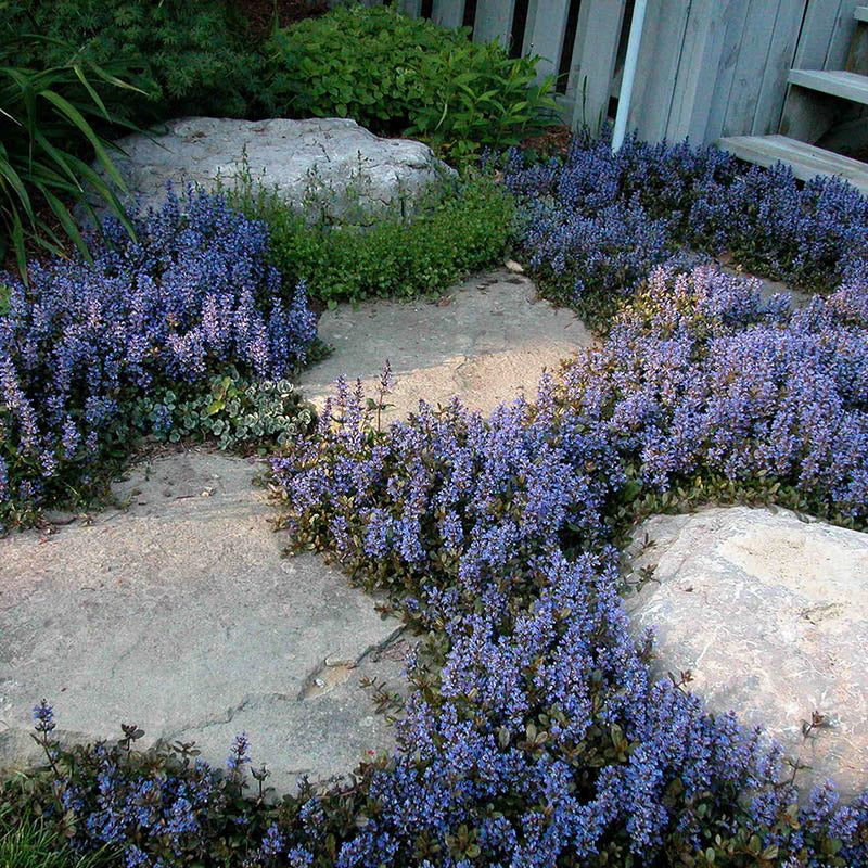 Chocolate Chip ajuga growing in between rocks in a garden.