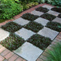 Chocolate Chip Ajuga creating a grid like pattern in between patio pavers in a garden. 