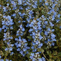 Close-up of the blue blooms on Chocolate Chip Bugleweed. 