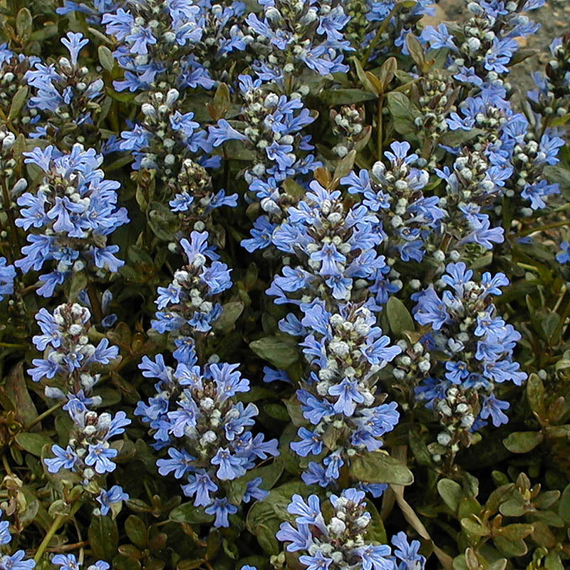 Close-up of the blue blooms on Chocolate Chip Bugleweed. 
