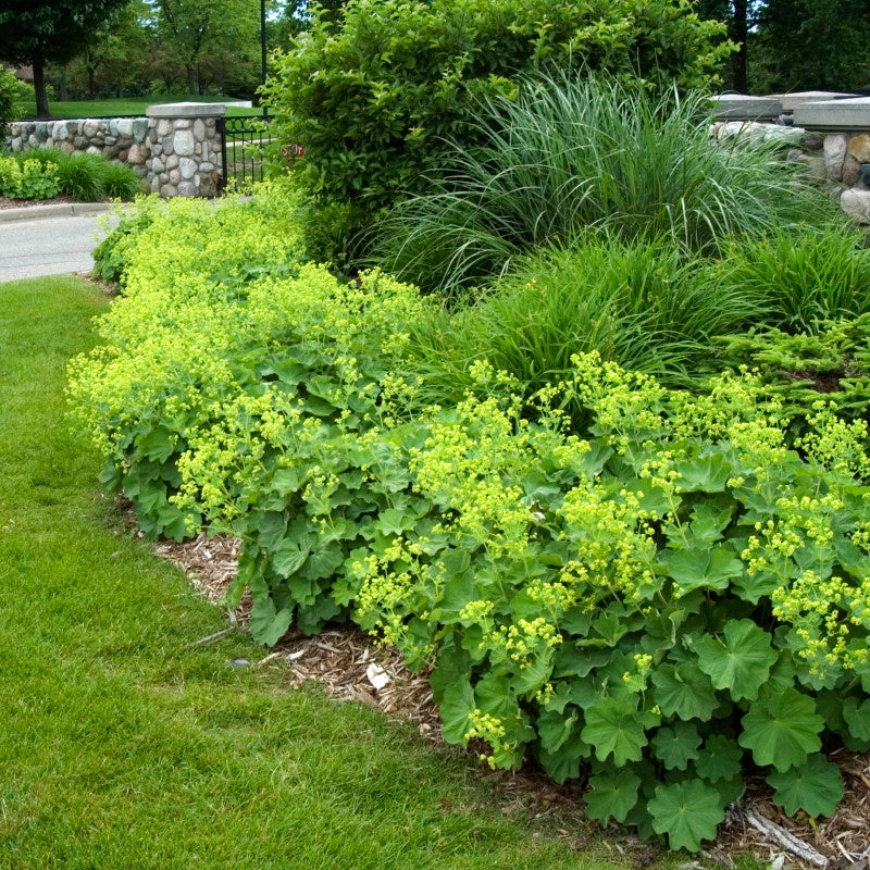 Lady's Mantle  has hundreds of chartreuse flower blooms in late spring. 