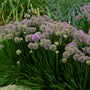 Millenium Allium with globe-shaped flowers over glossy green foliage. 