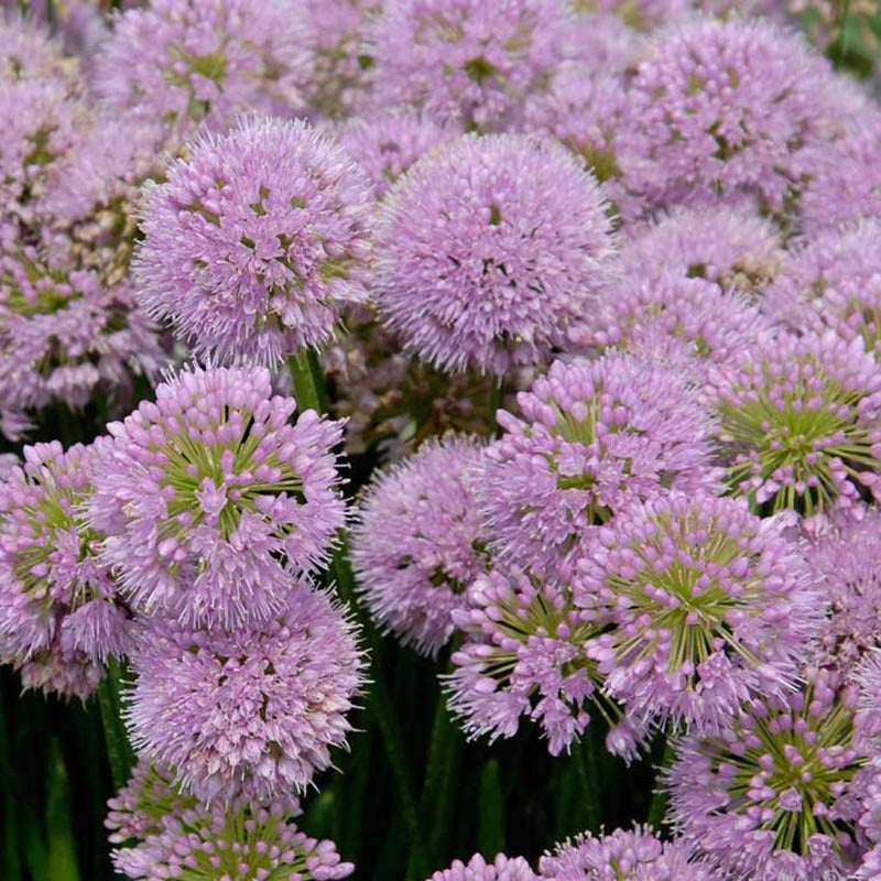 Close-up of rosy-purple globe-shaped Millenium Allium blooms. 