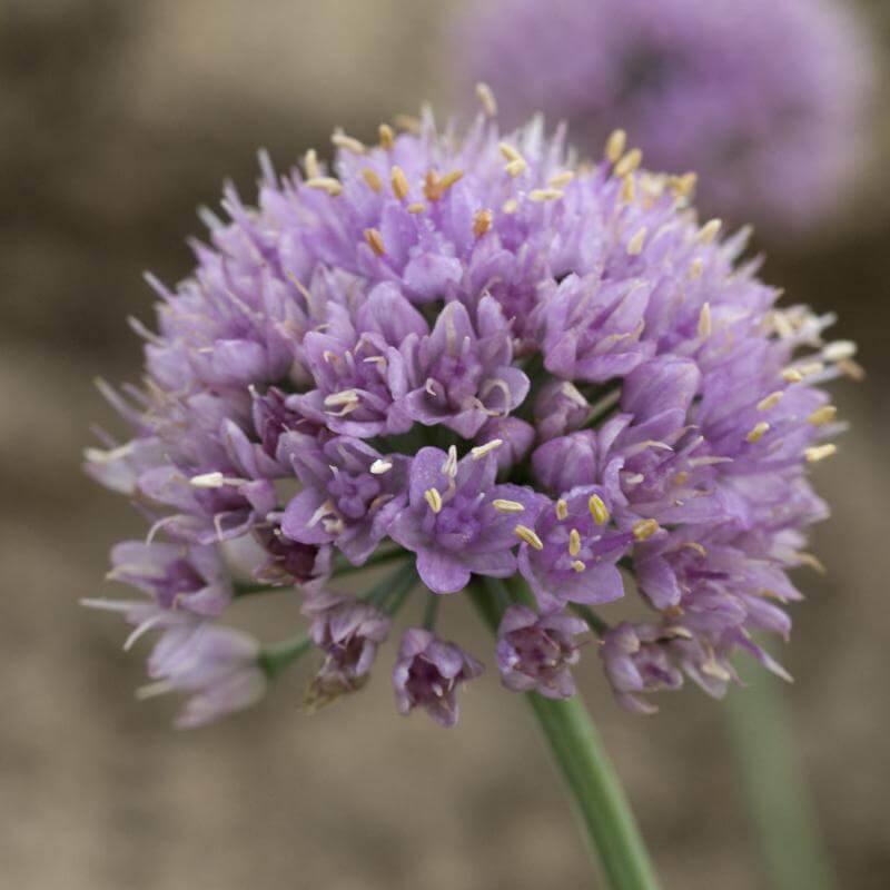 Gros plan sur une fleur violette en forme de globe d'Allium Blue Eddy. 