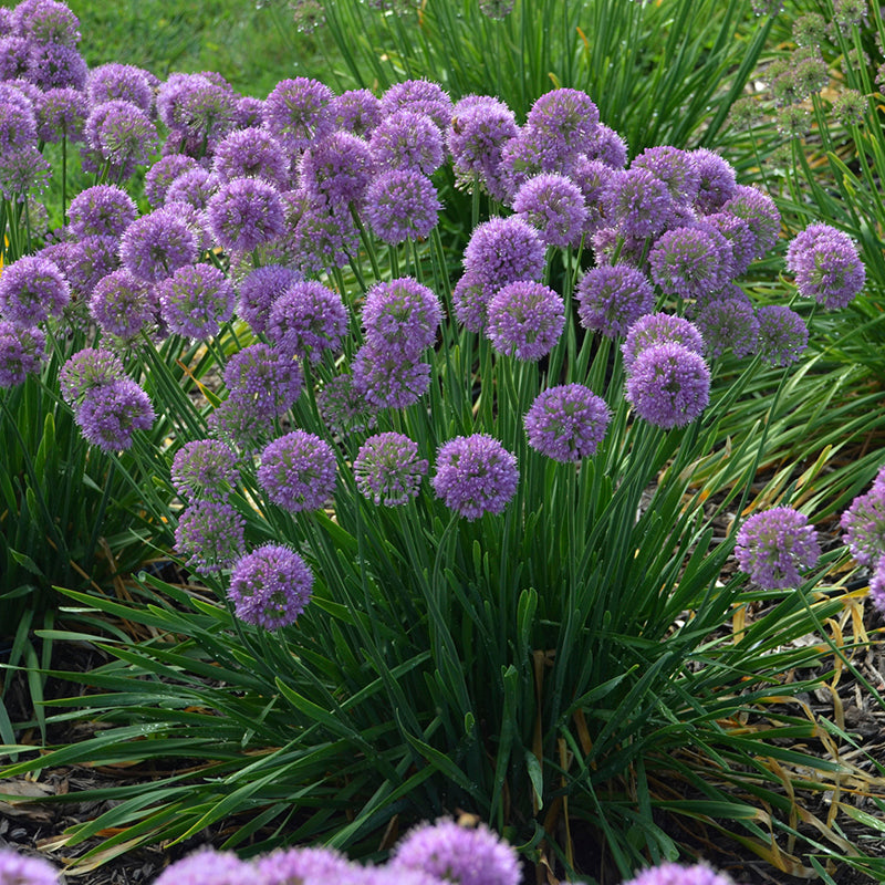 Proven Winners Serendipity Allium
