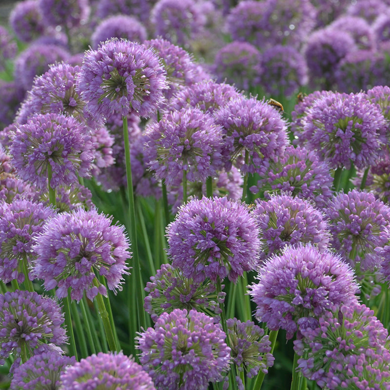 'Serendipity' Allium